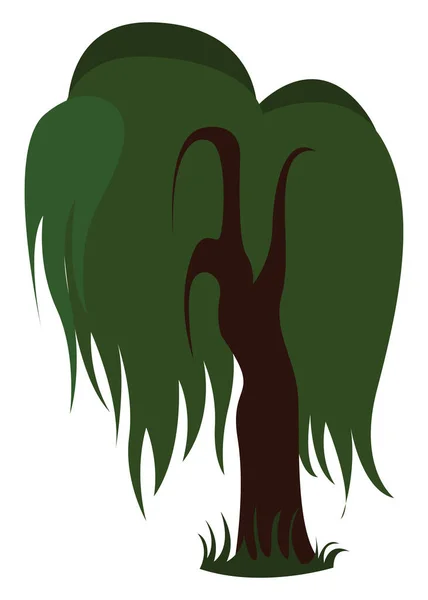 Weeping willow, illustration, vector on white background. Royalty Free Stock Vectors