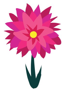 Dahlia düz, illüstrasyon, beyaz arkaplanda vektör.