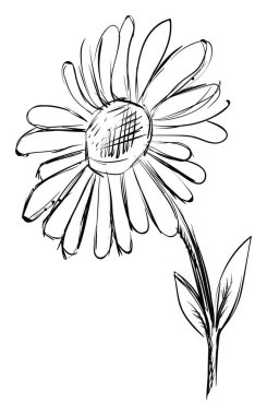 Beyaz arkaplanda Daisy skeci, illüstrasyon, vektör.