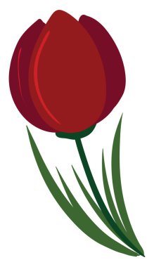 Lale düz, illüstrasyon, beyaz arkaplan üzerindeki vektör.