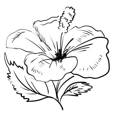 Hibiscus çizimi, illüstrasyon, beyaz arkaplan üzerindeki vektör.