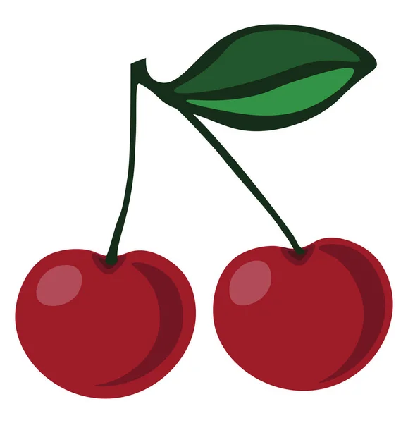 Fresh cherry, illustration, vector on white background. — Stock Vector