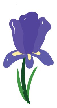 İris düzlüğü, illüstrasyon, beyaz arkaplan vektörü.