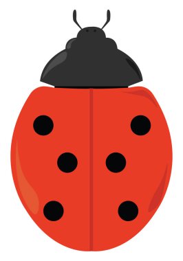 Uğur böceği, illüstrasyon, beyaz arka plan üzerinde vektör.