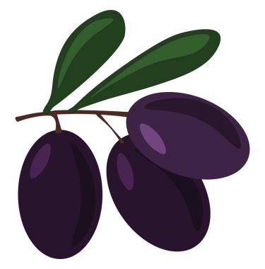 Zeytin, illüstrasyon, beyaz arkaplan vektörü.