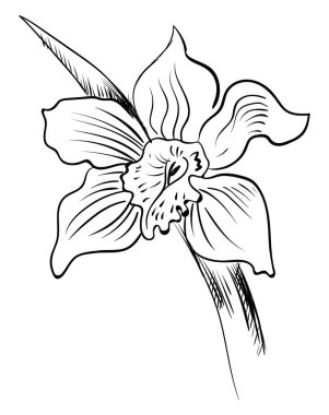 Beyaz arkaplanda orkide çizimi, illüstrasyon, vektör.