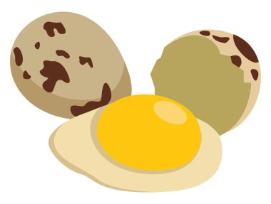 Bıldırcın yumurtası, illüstrasyon, beyaz arka plan vektörü.