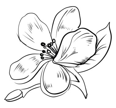 Yasemin çizimi, illüstrasyon, beyaz arkaplan üzerindeki vektör.