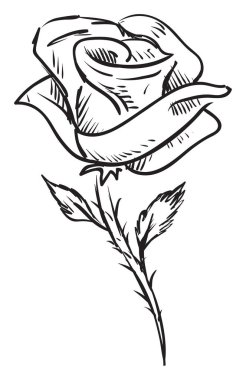 Gül çizimi, illüstrasyon, beyaz arkaplan üzerindeki vektör.