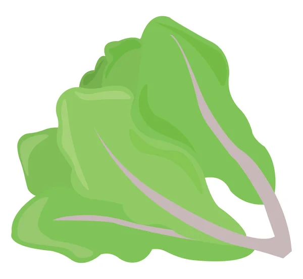 Lechuga, ilustración, vector sobre fondo blanco . — Vector de stock