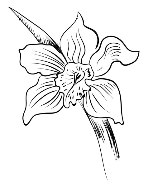 Orchid sketch, illustration, vector on white background. — Stock Vector