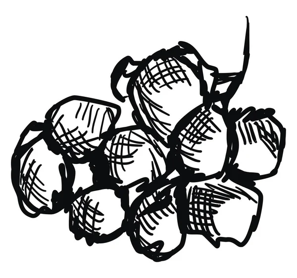 Dibujo de uvas, ilustración, vector sobre fondo blanco . — Vector de stock