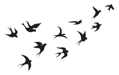 Kuşlar, illüstrasyon, beyaz arkaplan vektörü.