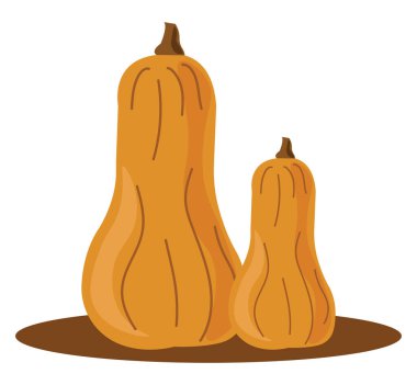 Butternut kabak, illüstrasyon, beyaz arka plan vektör.