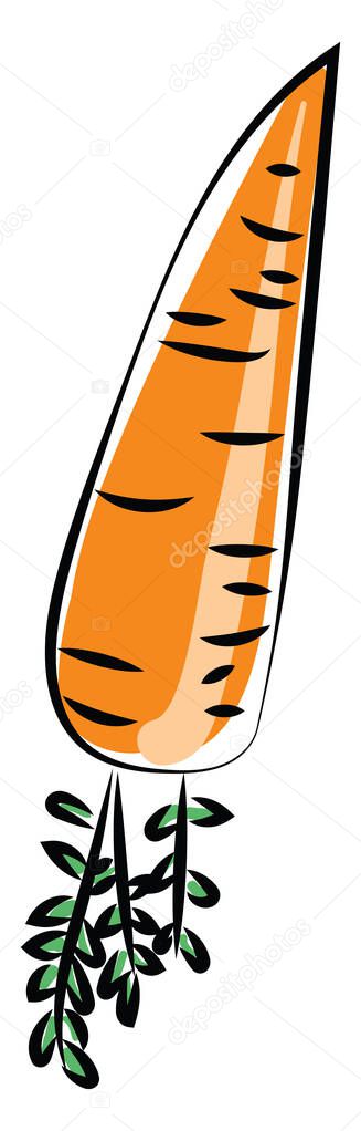 Carrot from the ground, illustration, vector on white background