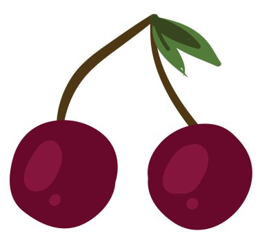 Kiraz beyazı, illüstrasyon, beyaz arkaplan vektörü.