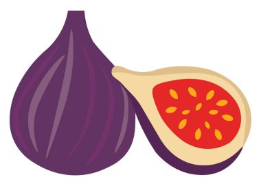 Beyaz arkaplanda incir, illüstrasyon, vektör.