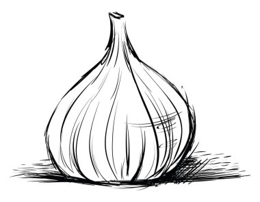 İncir çizimi, illüstrasyon, beyaz arkaplan üzerindeki vektör.