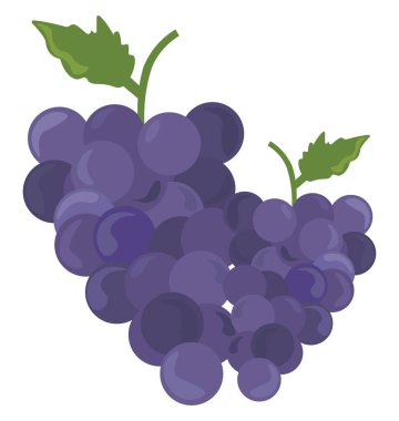 Üzüm, illüstrasyon, beyaz arka plan vektör.