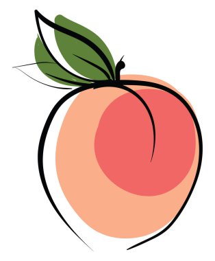 Taze şeftali, illüstrasyon, beyaz arka plan vektör.
