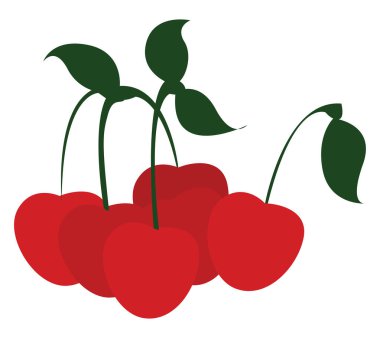 Kiraz, illüstrasyon, beyaz arka plan vektör.