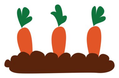 Havuç, illüstrasyon, beyaz arkaplan vektörü.