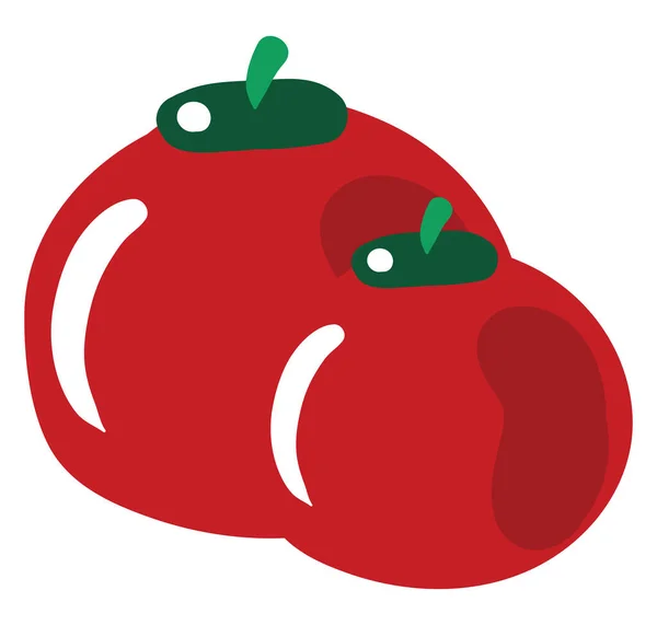 Färsk tomat, illustration, vektor på vit bakgrund. — Stock vektor
