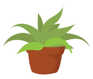 Ev bitkisi, illüstrasyon, beyaz arkaplan vektörü.