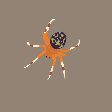 Örümcek, illüstrasyon, beyaz arka plan üzerinde vektör.