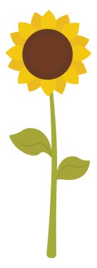 Ayçiçeği, illüstrasyon, beyaz arka plan vektör.