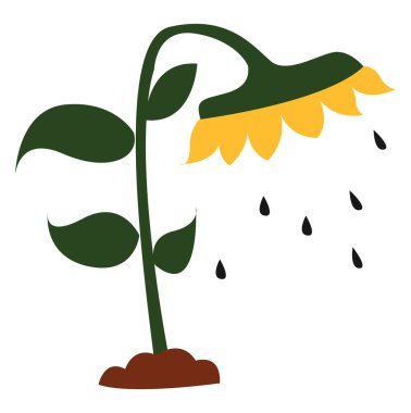 Ayçekirdeği, illüstrasyon, beyaz arkaplan üzerindeki vektör.