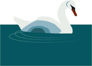 Suda kuğu, resimleme, beyaz arkaplanda vektör.