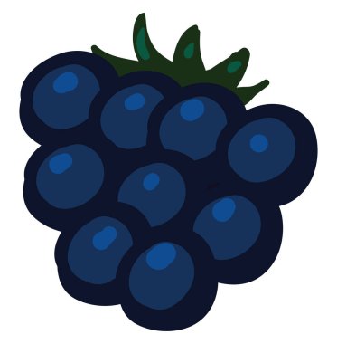 Düz böğürtlen, illüstrasyon, beyaz arkaplan üzerindeki vektör.