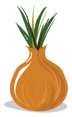 Soğan düzlüğü, illüstrasyon, beyaz arkaplan üzerindeki vektör.