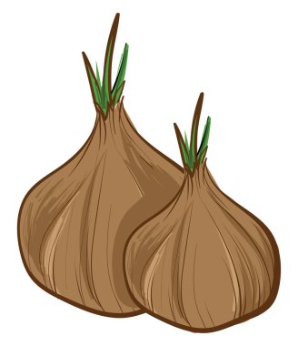 İki güzel soğan, illüstrasyon, beyaz arkaplanda vektör..