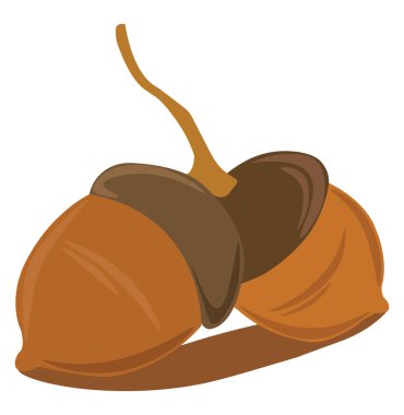 İki fındık, illüstrasyon, beyaz arkaplan vektörü.