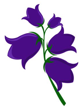 Bluebell çiçeği, illüstrasyon, beyaz arkaplanda vektör.