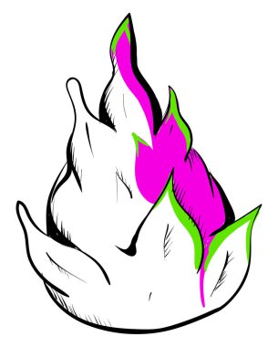 Ejderha meyvesi çizimi, illüstrasyon, beyaz arkaplan üzerindeki vektör.