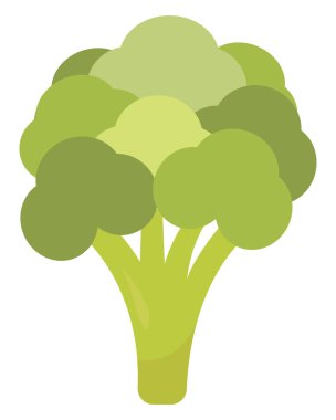 Yeşil brokoli, illüstrasyon, beyaz arkaplanda vektör.