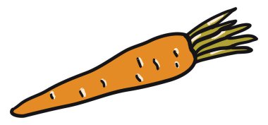 Taze havuç, illüstrasyon, beyaz arkaplanda vektör.