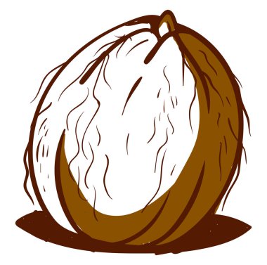 Hindistan cevizi düz, resimleme, beyaz arkaplan üzerinde vektör.