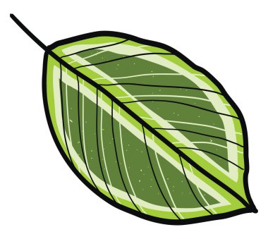 yeşil yaprak, illüstrasyon, beyaz arkaplan üzerindeki vektör.