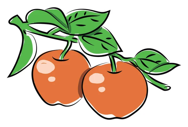 Twee Rode Appels Illustratie Vector Witte Achtergrond — Stockvector