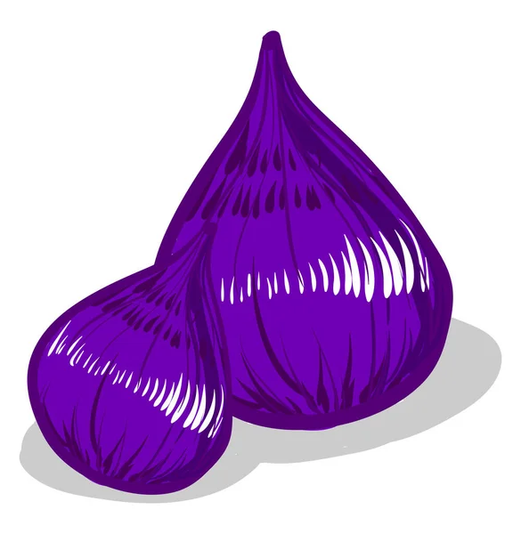 Figues Violettes Illustration Vecteur Sur Fond Blanc — Image vectorielle