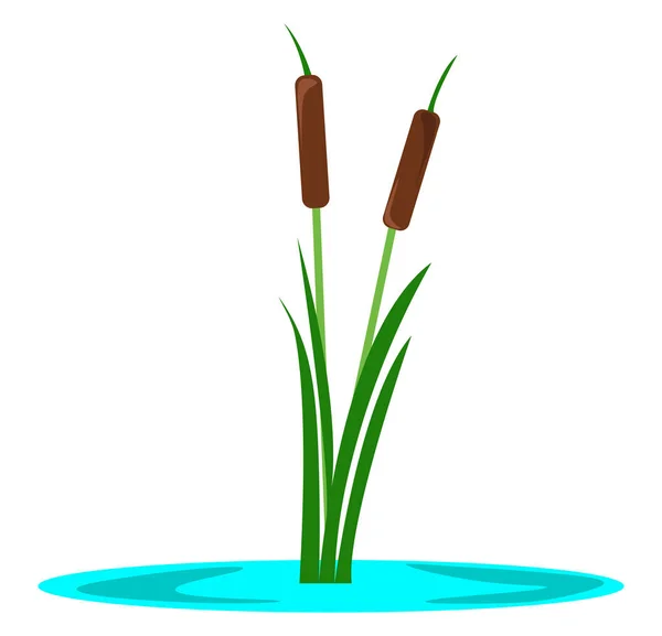 Cattail Illustratie Vector Witte Achtergrond — Stockvector