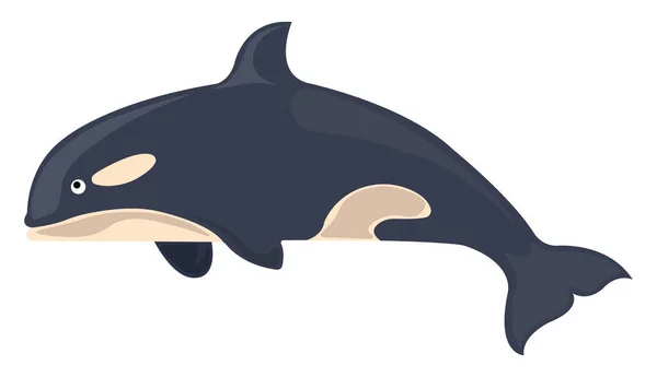 キラークジラ イラスト 白い背景のベクトル — ストックベクタ