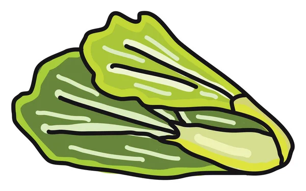Zöld Saláta Illusztráció Vektor Fehér Háttér — Stock Vector