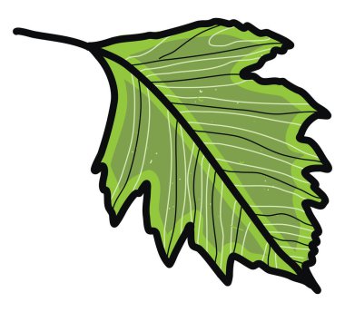 yeşil yapraklar, illüstrasyon, beyaz arkaplan üzerindeki vektör.