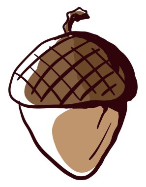 Meşe palamudu, illüstrasyon, beyaz arkaplan üzerindeki vektör.