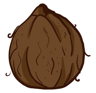 İlginç hindistan cevizi, illüstrasyon, beyaz arka plan vektörü.